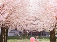 Cesnjevi cvetovi ljubljana