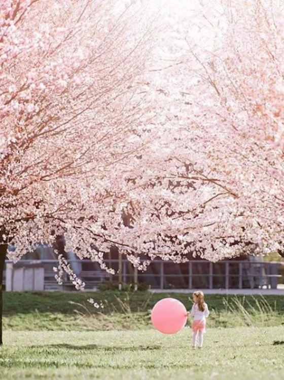 Najlepši češnjevi cvetovi