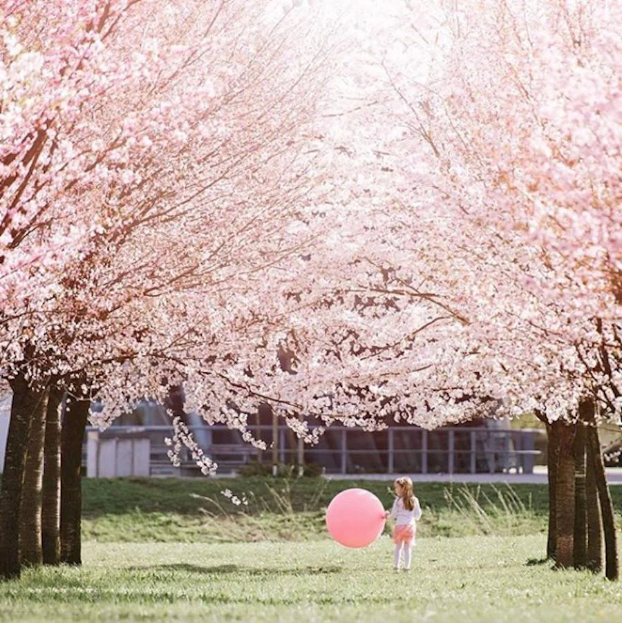 Najlepši češnjevi cvetovi