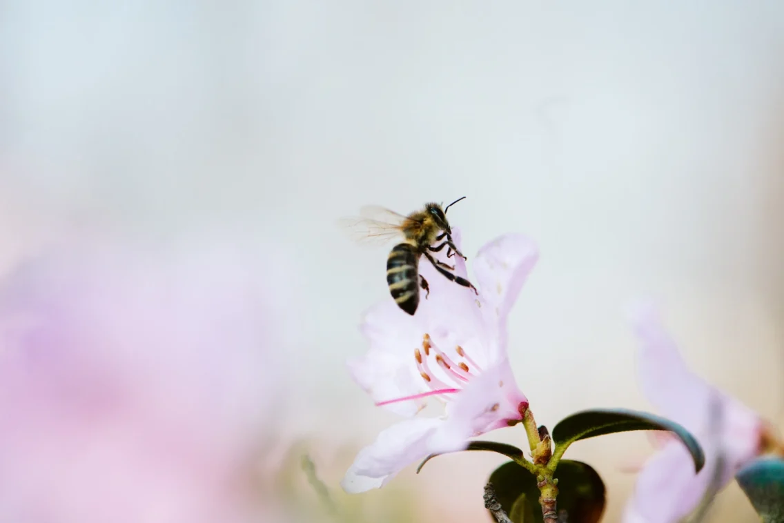 (Iz)bruh: FB oglaševalec Bee Venom