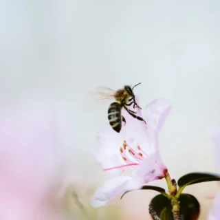 TEST: Heaven Bee Venom Mask
