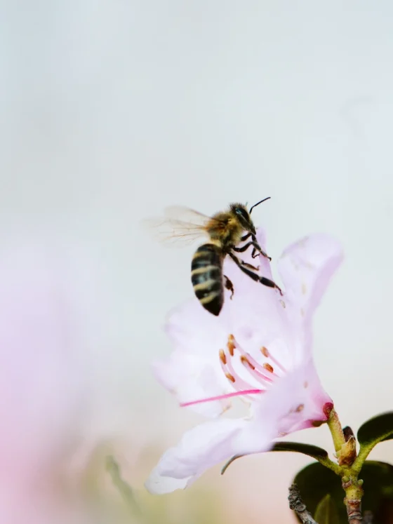 (Iz)bruh: FB oglaševalec Bee Venom