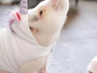 zabava s samorogi pujs v kostumu