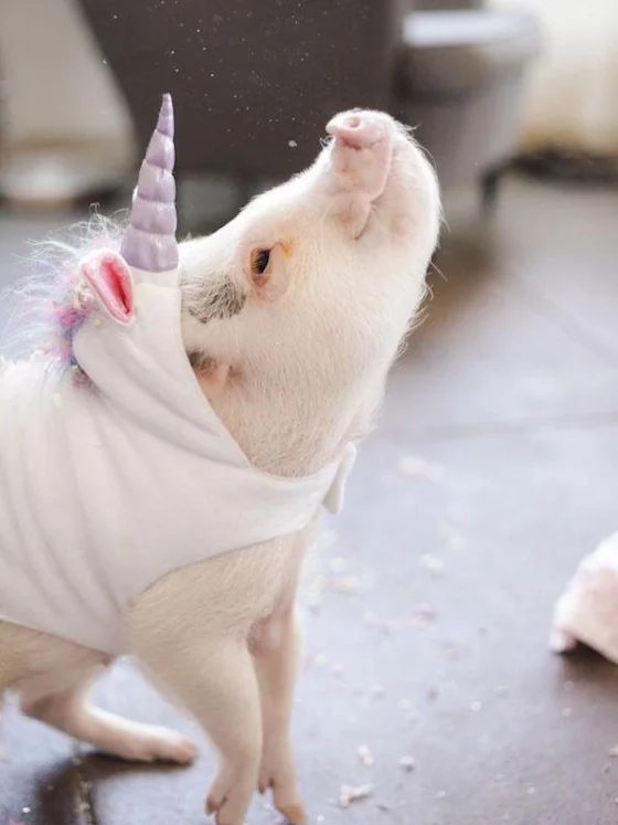 Tematska zabava s samorogi