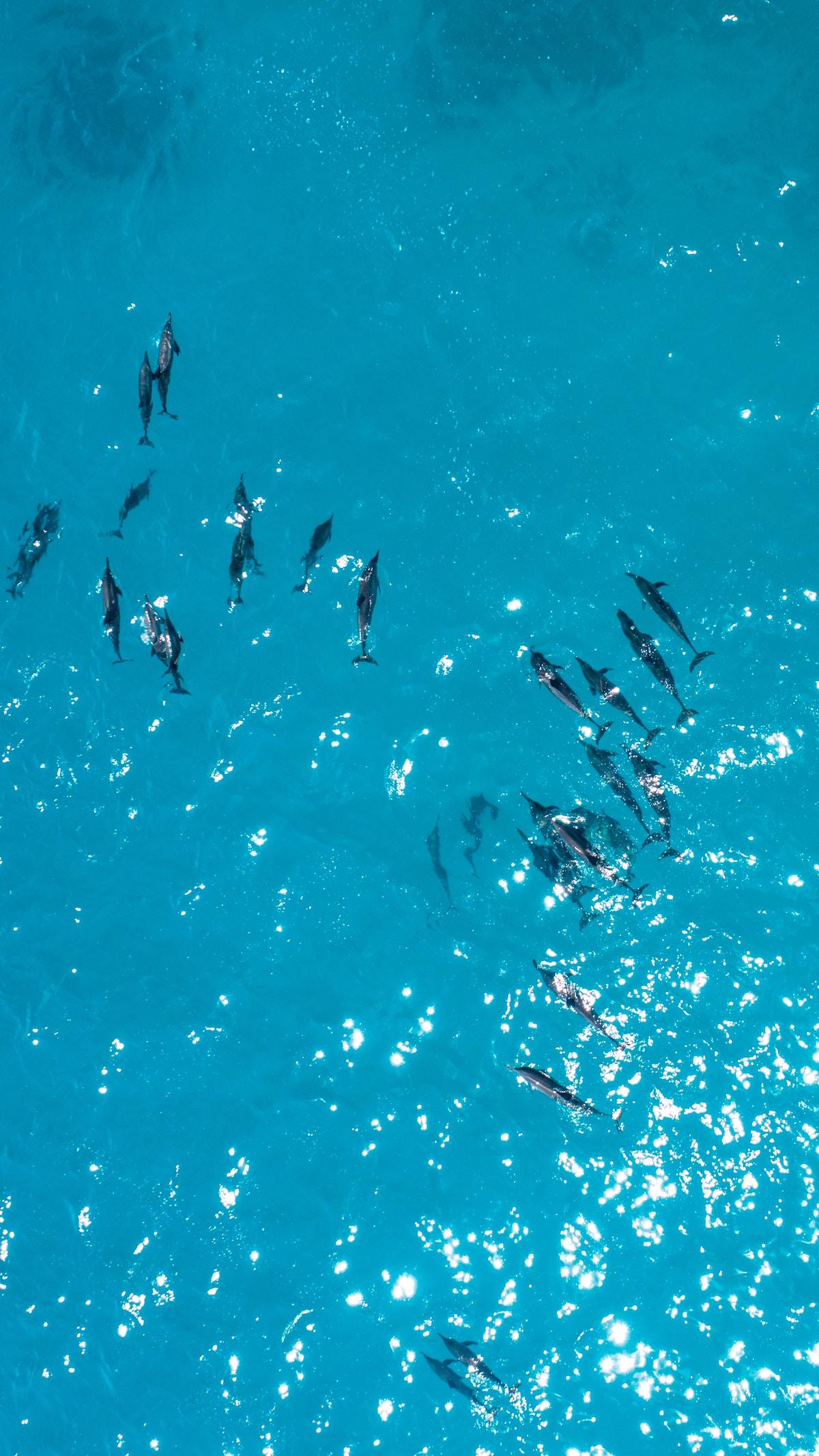 maldivi on budget poceni guhli maafushi delfini