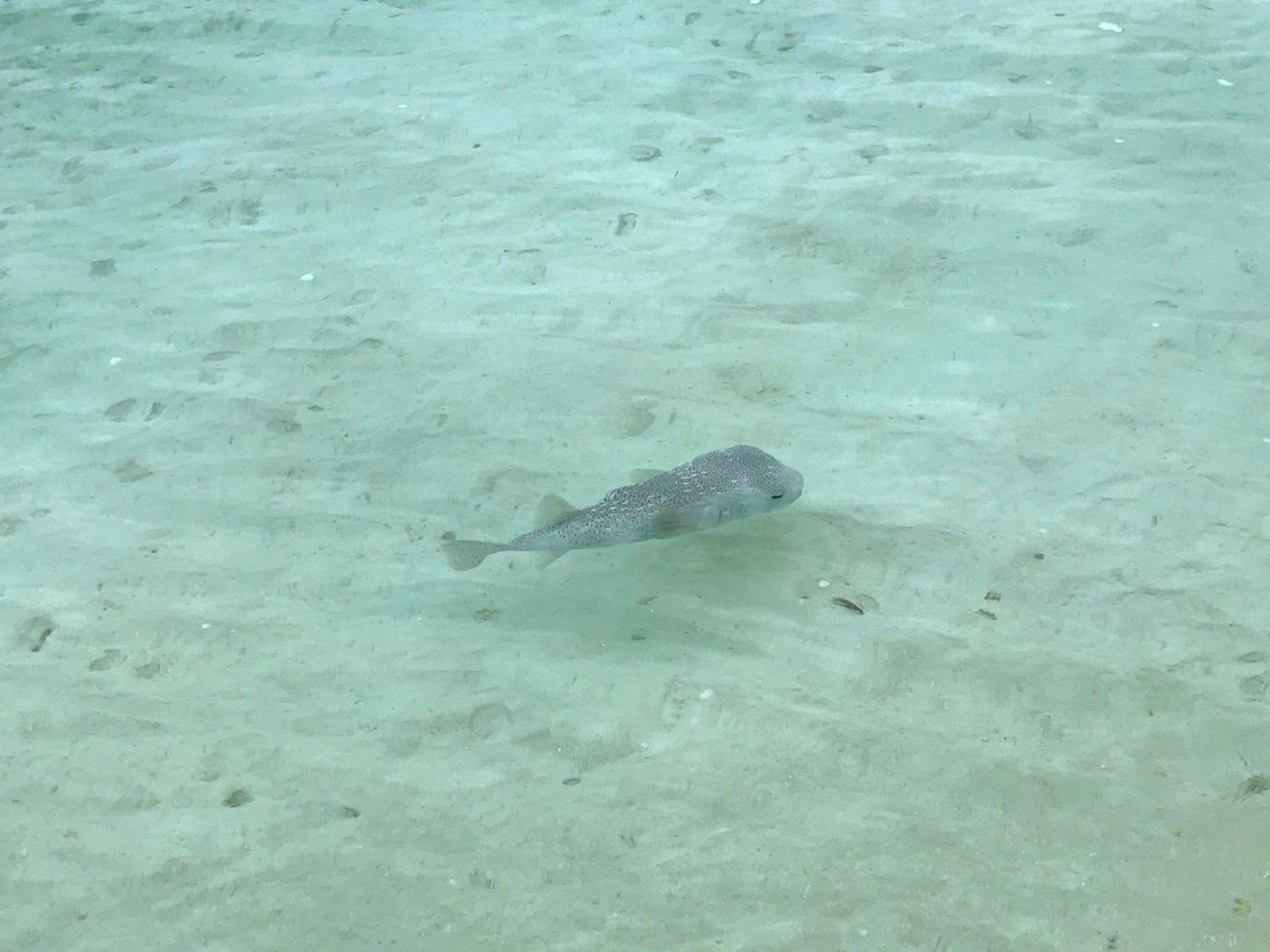 Sun Island Resort Maldives fish