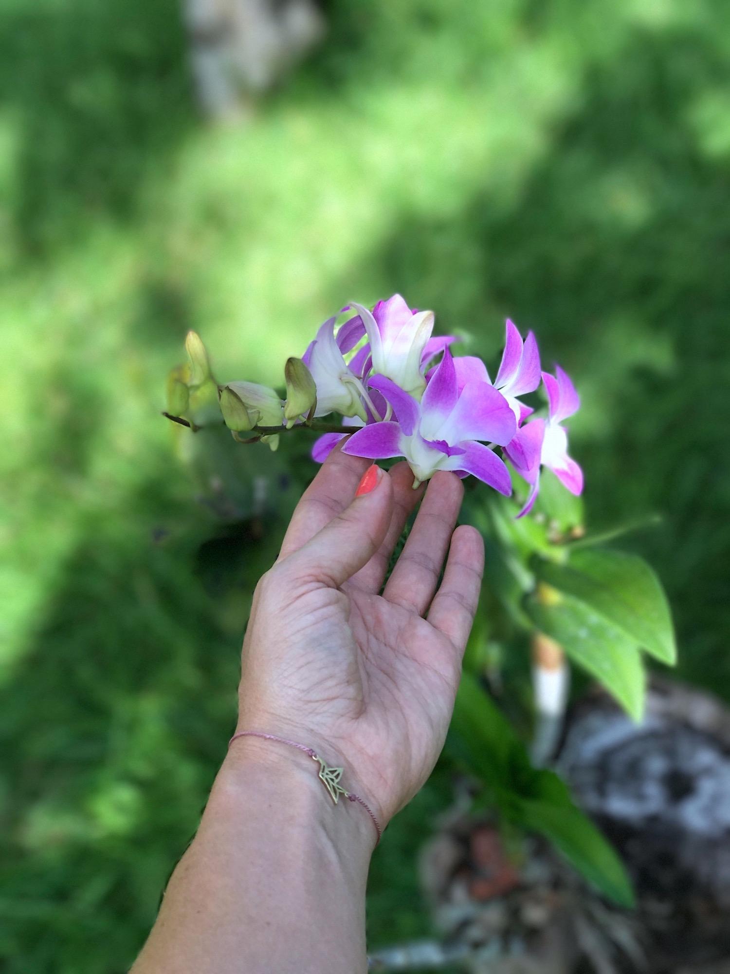 Maldives orchid