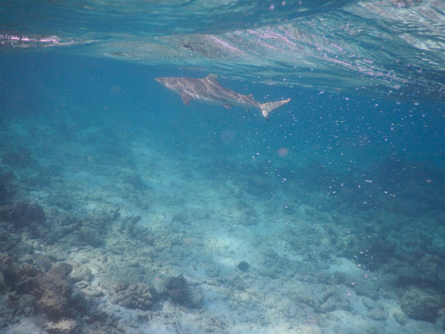 Sun Island Resort Maldives shark