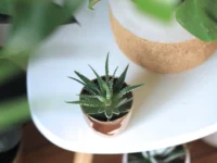 socnice sukulente vzgoja nasveti beautyfullblog