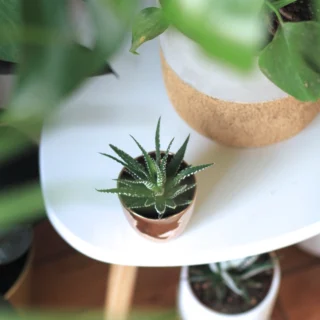 Ocena: čistili za dvojno čiščenje Erborian Centella