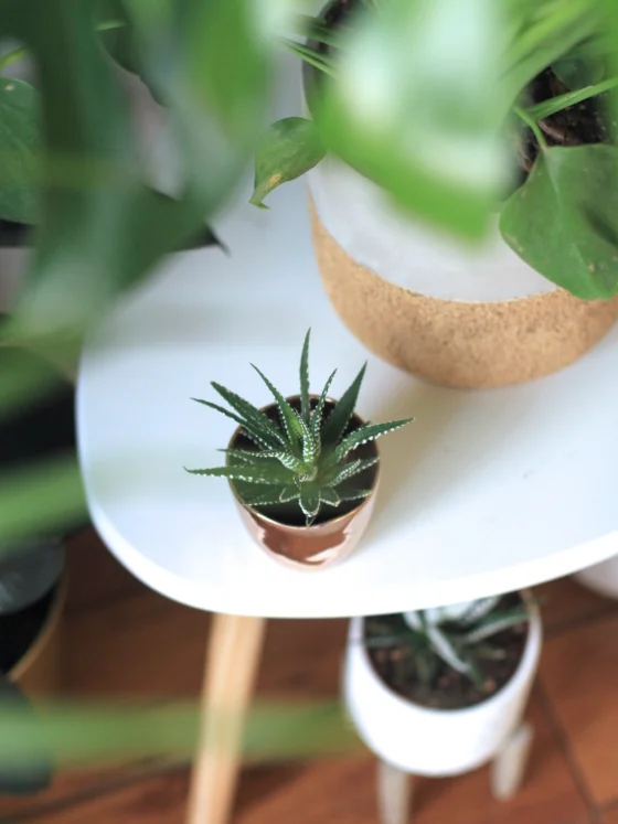 Uspešna vzgoja sočnic: nasveti za začetnike