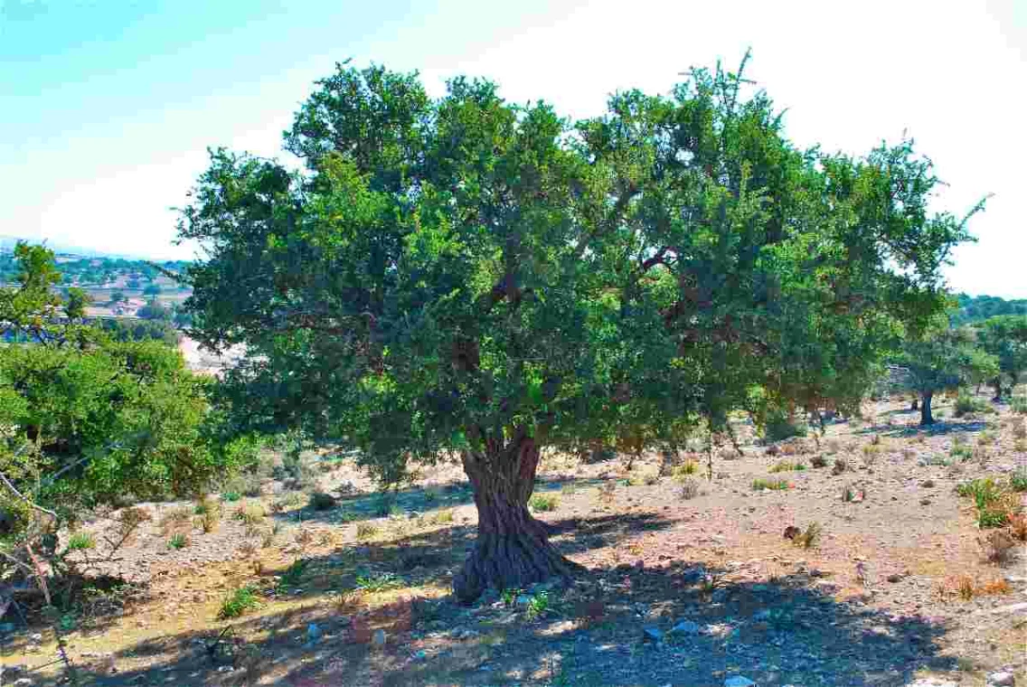 Arganovo olje: spoznaj marketinške laži v zvezi z njim