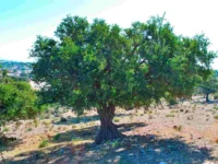 melvita argan drevo miti