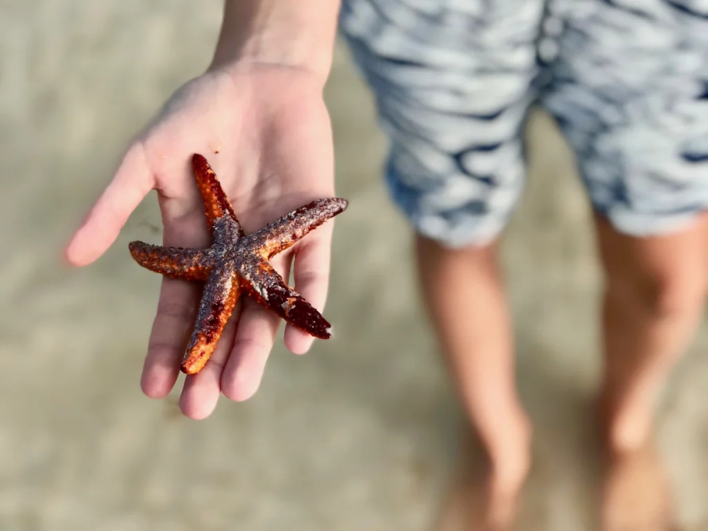 mehika morska zvezda holbox