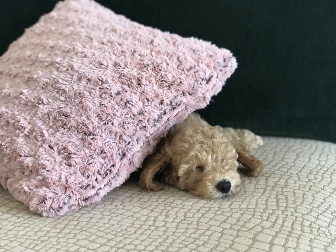 Arya, srednji aprikot pudelj