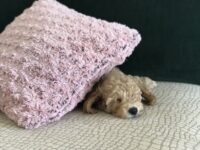 srednji aprikot pudelj mladiček