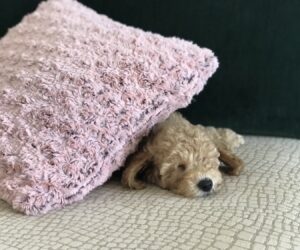 srednji aprikot pudelj mladiček