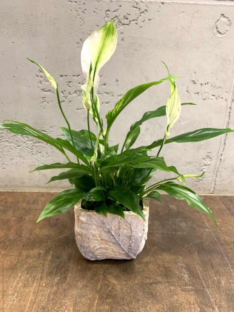 gardenia DIY moderni lonci za rože beautyfull blog 04
