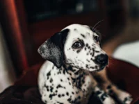 hiperpigmentacija vse kar moraš vedeti unsplash helena-lopes