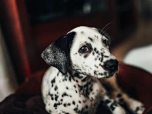 hiperpigmentacija vse kar moraš vedeti unsplash helena-lopes