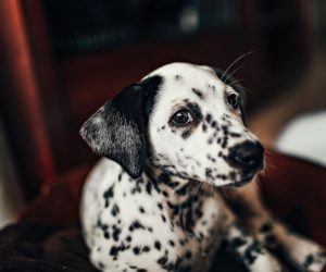 hiperpigmentacija vse kar moraš vedeti unsplash helena-lopes