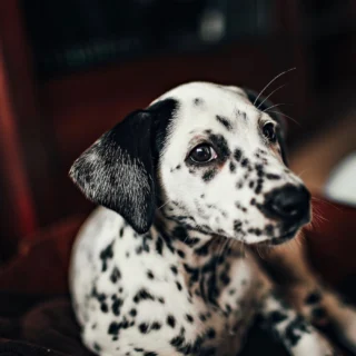 Laminacija, obstojno oblikovanje razmršenih obrvi