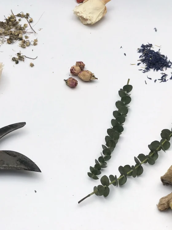 Evkaliptus: tako bo vejica dišala dlje