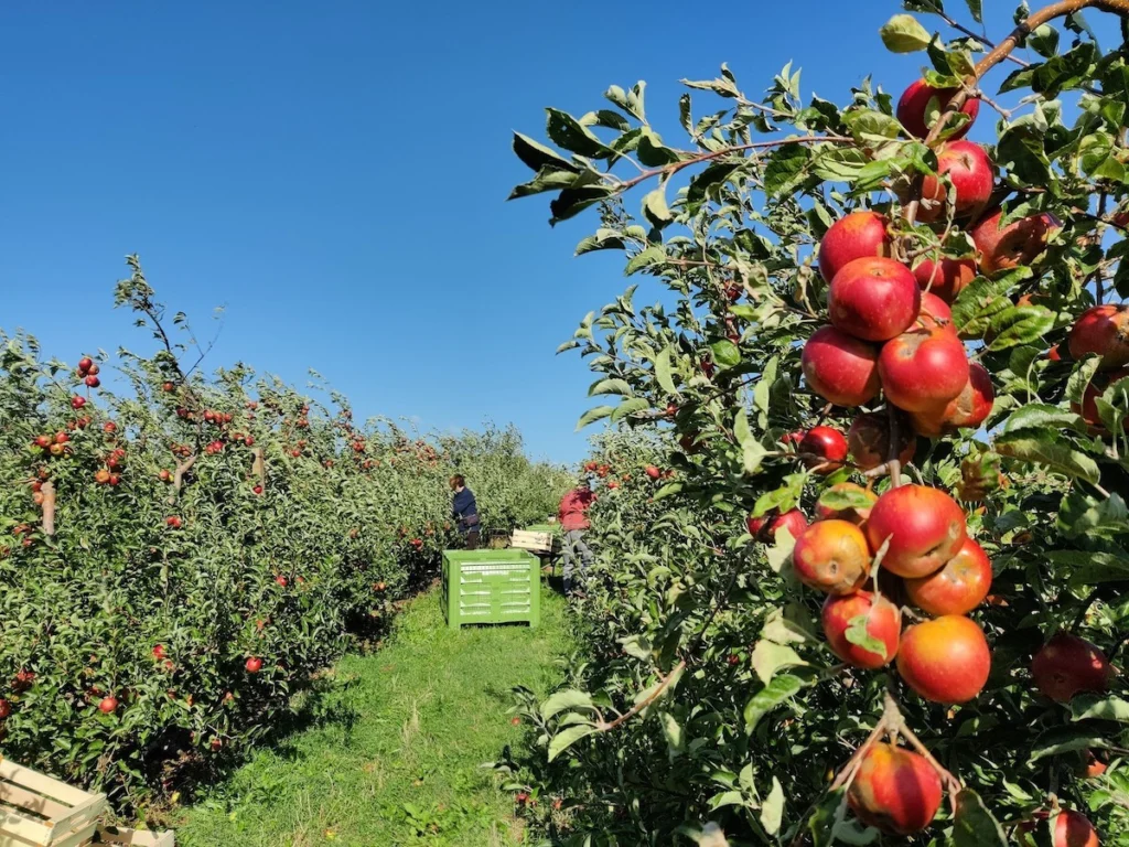 malner cider jablane sadovnjak jabolka