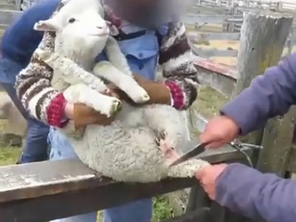 mulesing peta volna trajnost ovce