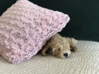 arya aprikot pudelj lastnosti beautyfull blog 2