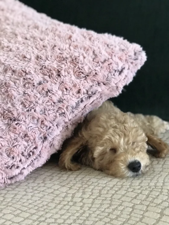 Aprikot pudelj: ga želiš kupiti? Obvezno preberi!