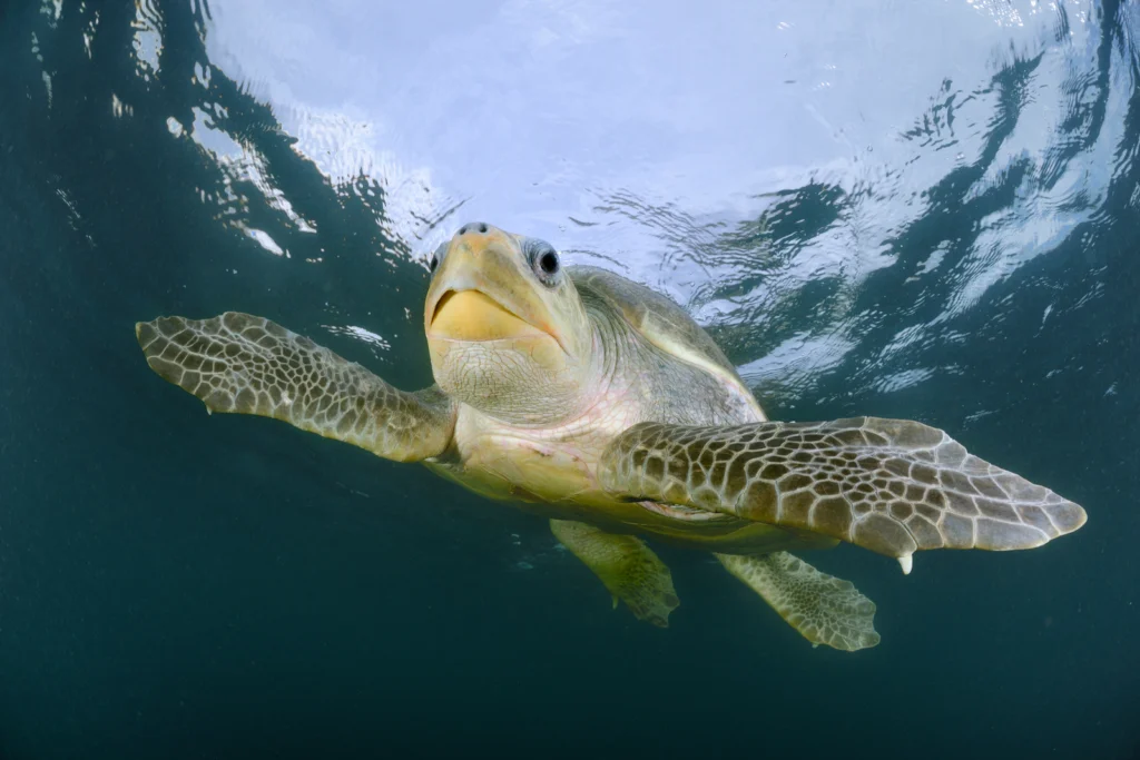 Melvita ekološka naravna kozmetika 40 let WWF sodelovanje želva