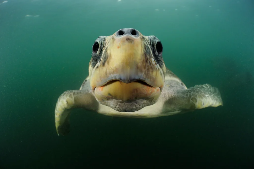 želva melvita wwf