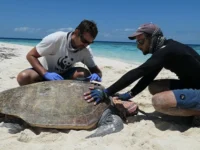 eko kozmetika melvita trajnostne zaveze wwf ohranitev želv