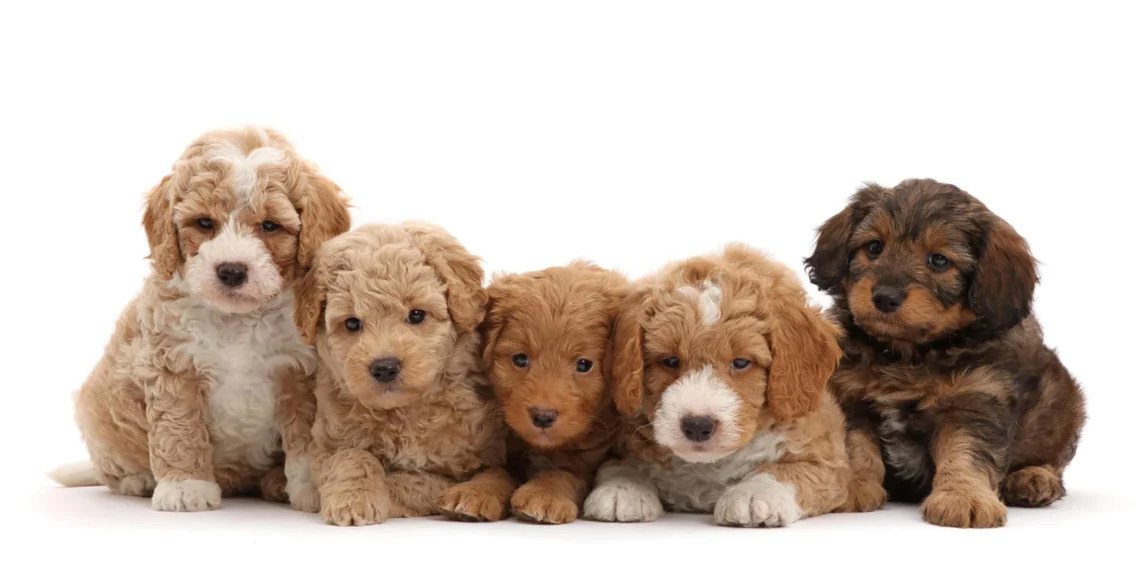 To so maltipoo, cokapoo, cavapoo labradoodle in 34 drugih mešanic pudljev