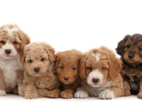 goldendoodle mladički