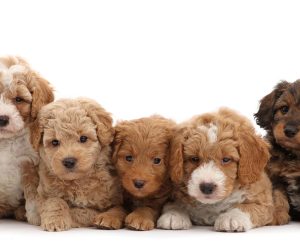 goldendoodle mladički