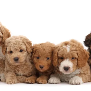 Ugodni datumi za striženje las po luni za 2024