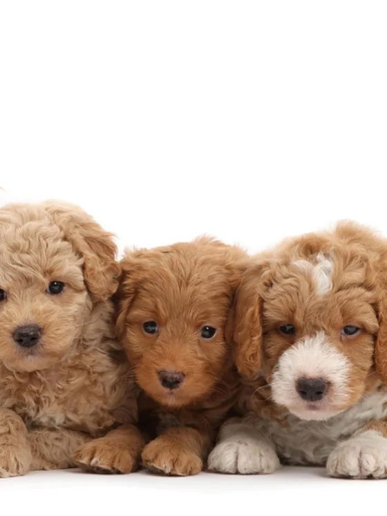 To so maltipoo, cokapoo, cavapoo labradoodle in 34 drugih mešanic pudljev