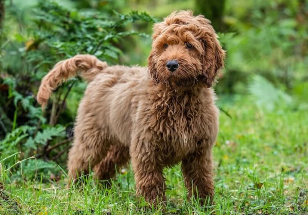 pudelj mešanice mladički nika veger beautyfull blog Cockapoo-poodle-mix