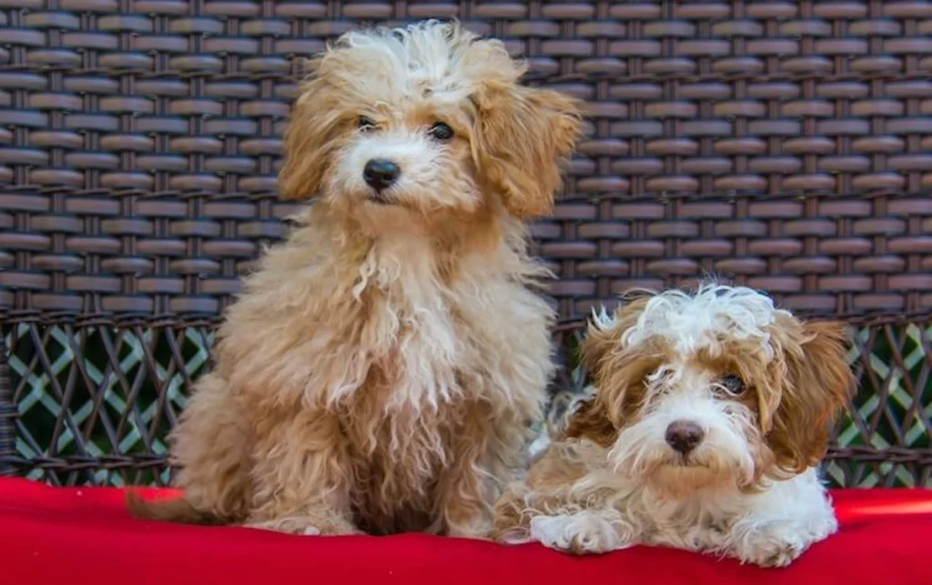 pudelj mešanice mladički nika veger beautyfull blog Havapoo-poodle-mix