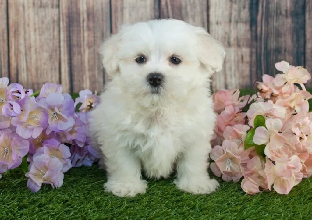pudelj mešanice mladički nika veger beautyfull blog Maltipoo-poodle-mix