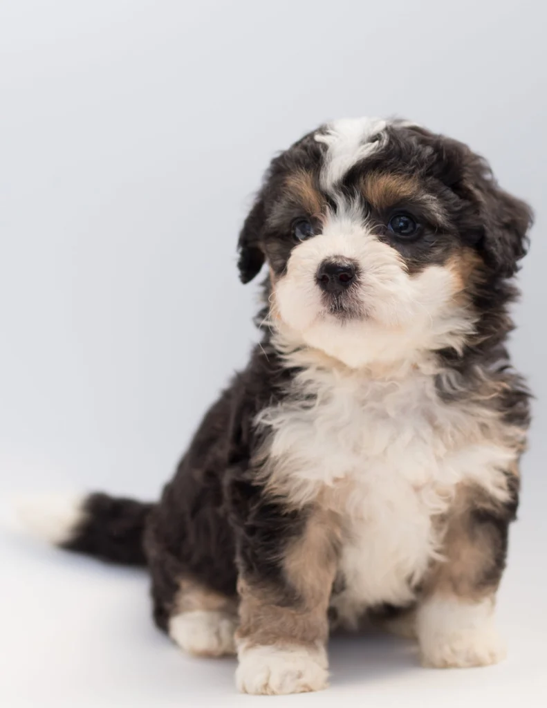pudelj koder mladiček odrasel nika veger maltipoo doodle cocapoo 