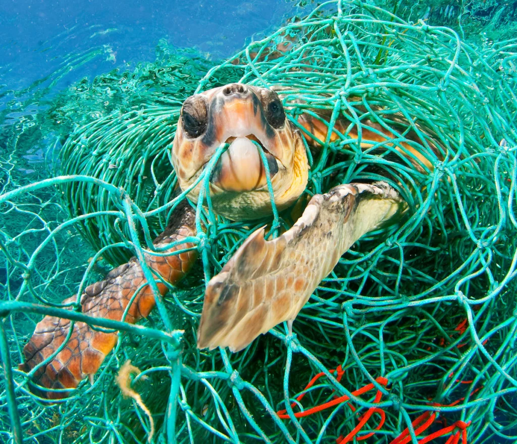 caretta_elvita zaveze trajnost eko kozmetika wwf beautyfull blog