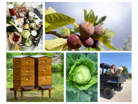 Certificirana ekološka eko hrana živila kmetijstvo zeleni list nika veger beautyfull blog 9
