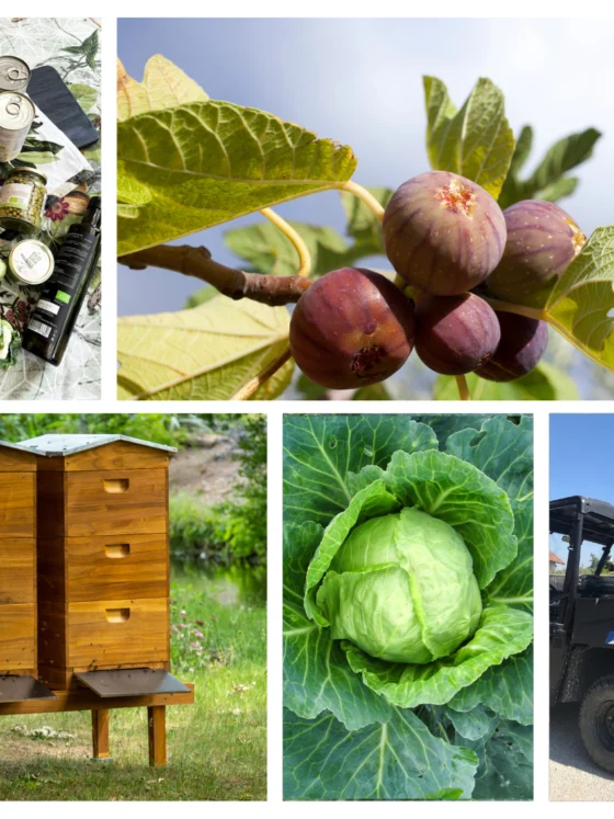 Vse, kar moraš vedeti o ekološki prehrani