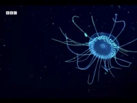 Uvodna fotografija globokomorske meduze v temnih oceanih – simbol skrivnostnosti in krhkosti morskih globin.