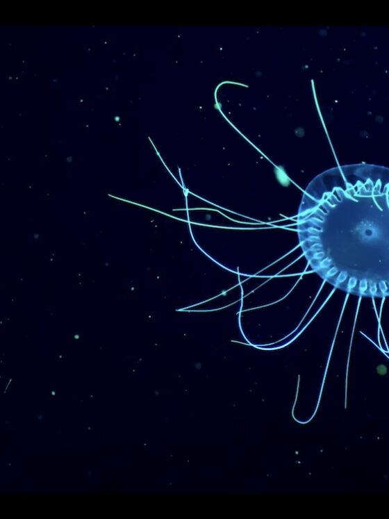 7 najboljših dokumentarcev o oceanih in zaščiti morij, ki jih moraš videti