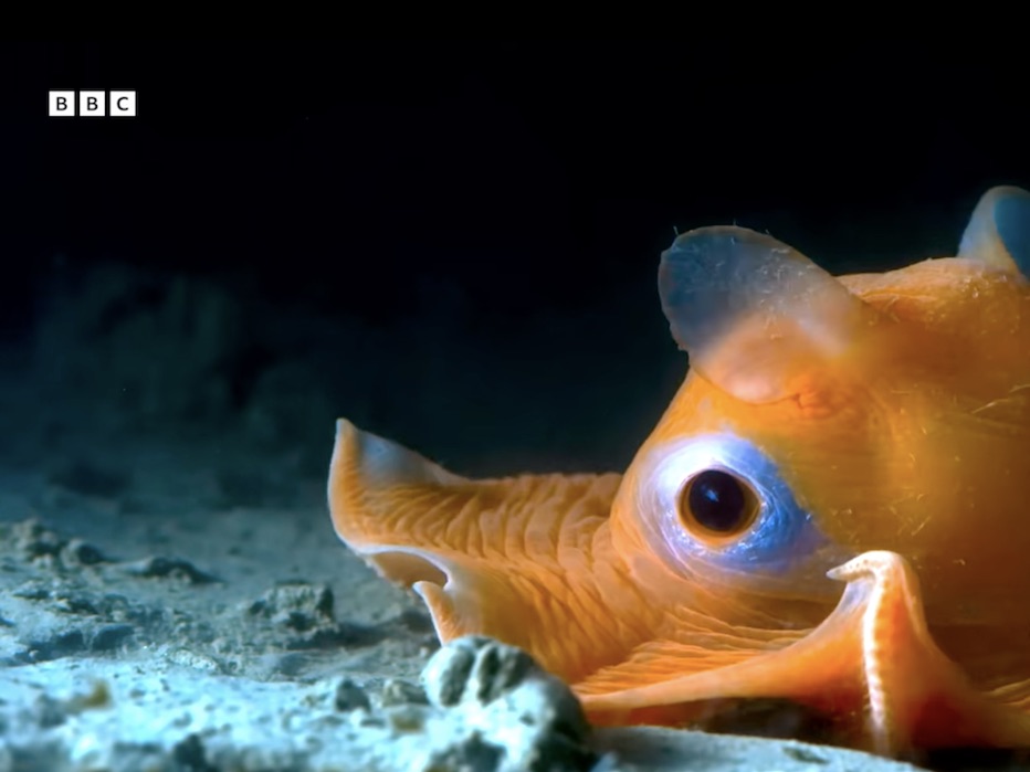Kratek dokumentarni film "Discovering the Strange and Unusual Creatures of the Deep Ocean" prikazuje nenavadne in skrivnostne morske vrste, ki prebivajo v najglobljih delih oceana.