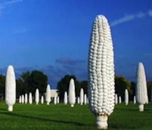 Zakaj obožujem življenje na koruzi